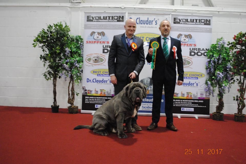 Hillhavenleonbergers Show kennels in Ireland